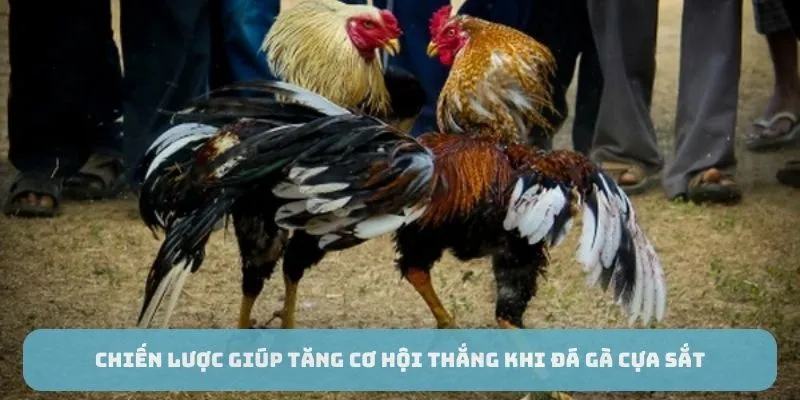 Chiến lược giúp tăng cơ hội thắng khi đá gà cựa sắt