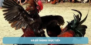 Đá gà thomo trực tiếp Shbet