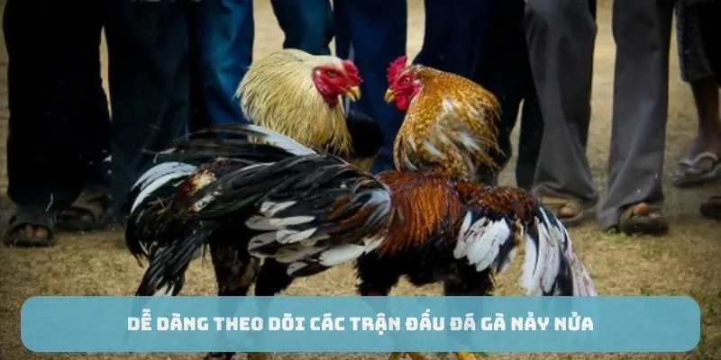 Dễ dàng theo dõi các trận đấu đã gà nảy lửa