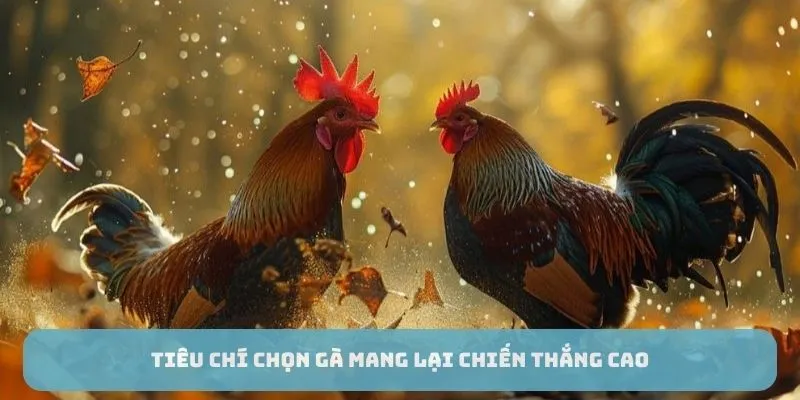 Tiêu chí chọn gà mang lại chiến thắng cao